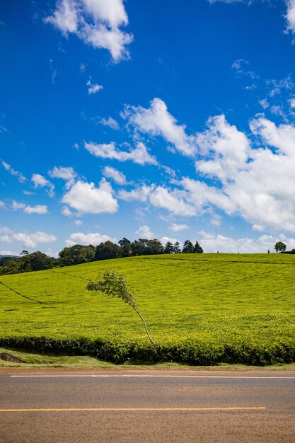 a field with a tree in the middle of it and a blue sky with clouds