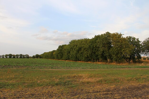 A field with trees in the background