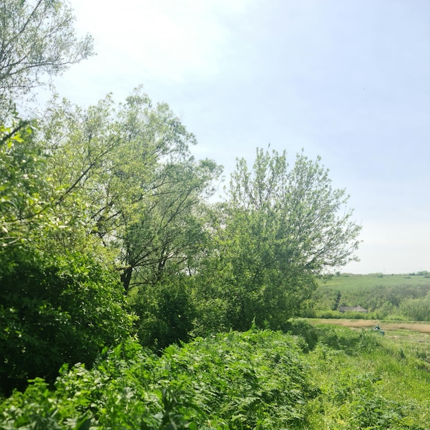 A field with trees and a blue sky in the background