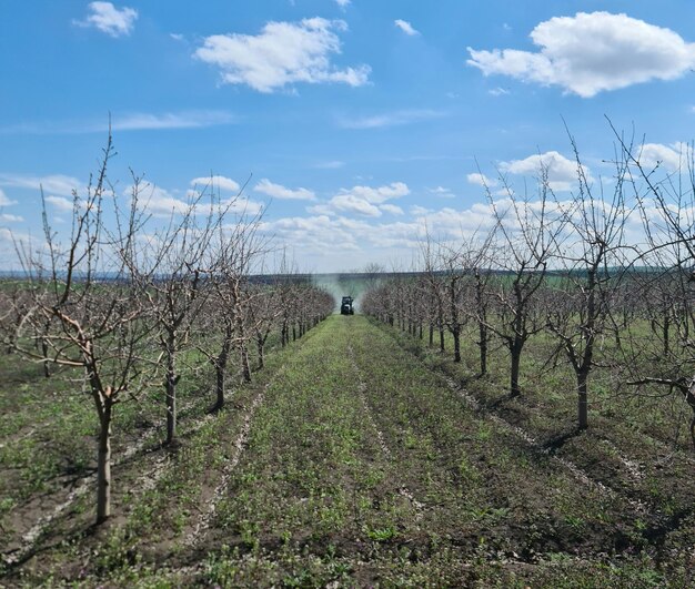 A field with trees and a blue sky with white clouds