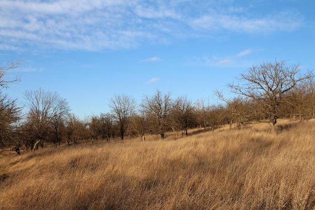 Photo a field with trees and blue sky