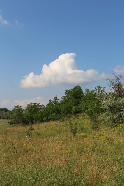 A field with trees and a blue sky