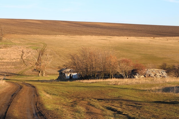 A field with trees and a building in the distance