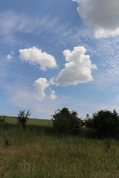 A field with trees and clouds