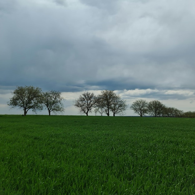 A field with trees and a cloudy sky