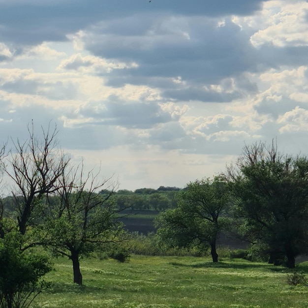 A field with trees and a cloudy sky