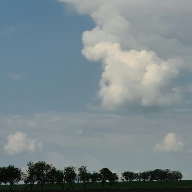 A field with trees and a cloudy sky