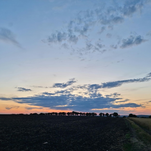 A field with trees in the distance