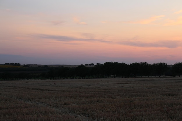 A field with trees in the distance