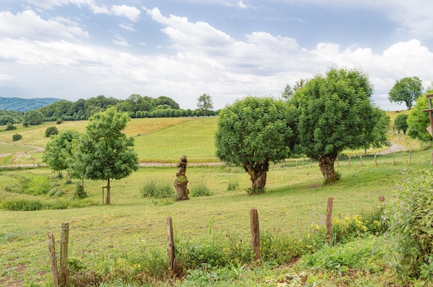 A field with trees and a fence with a blue sky in the background