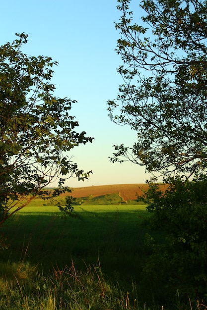 a field with trees and a field with a sky in the background