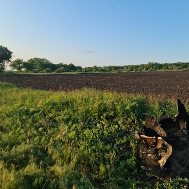 A field with trees and a fire