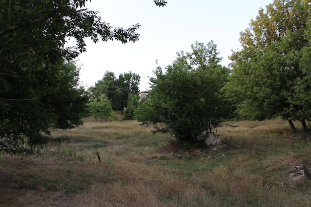 A field with trees and grass