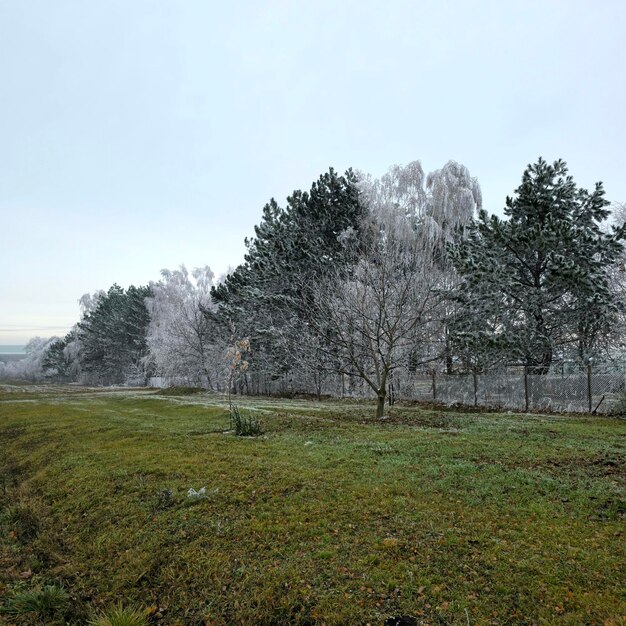 A field with trees and grass