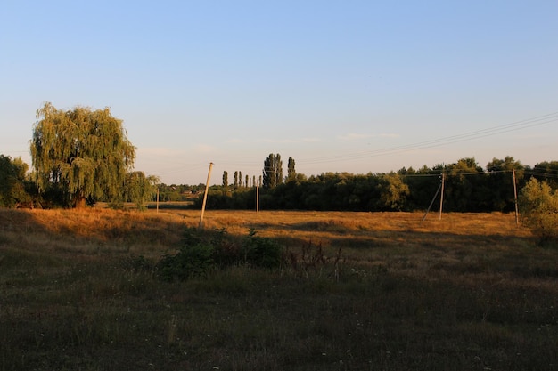 A field with trees and power lines