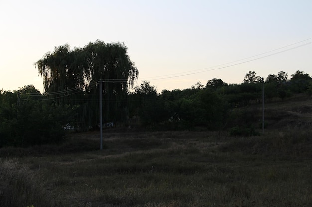 木と電線のある野原