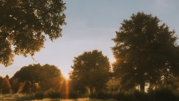 A field with trees and the sun shining through the trees