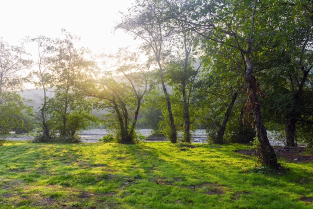 A field with trees and a sunset in the background