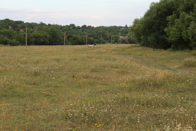 A field with trees and a white animal