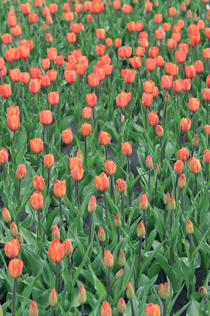 Field with tulips top view Tulip buds with selective focus World Tulip Day