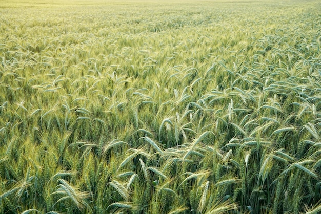 Field with unripe green wheat - abstract agriculture background