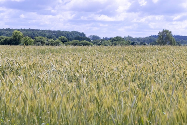 A field with unripe wheat in the summer season