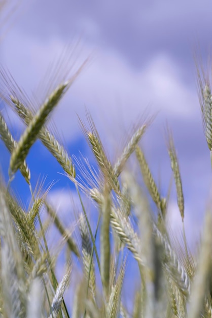 Поле с незрелой пшеницей в летний сезон