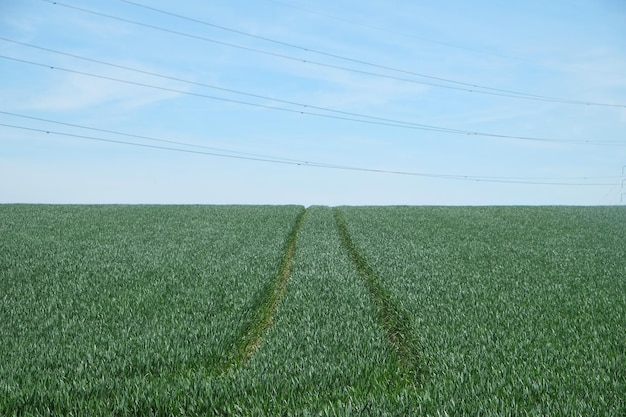 Photo field with vehicle tracks