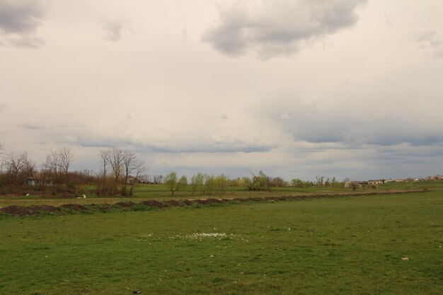 a field with a white sheep in it and a cloudy sky in the background