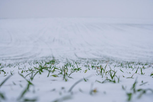 Field with winter wheat crops Snowcovered field with green shoots of winter cereals