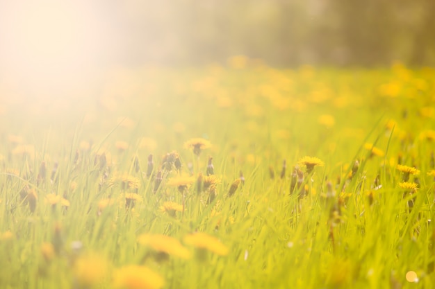 Field with yellow dandelions, a panoramic background of nature