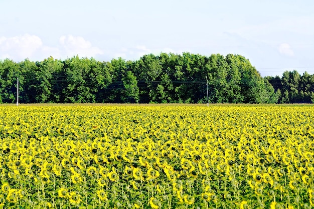 Field with yellow flowers of sunflowers, trees against the blue sky
