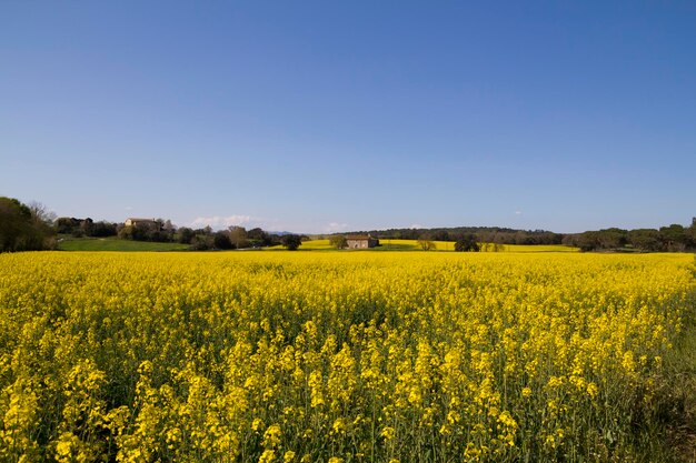 Photo field with yellow flowers