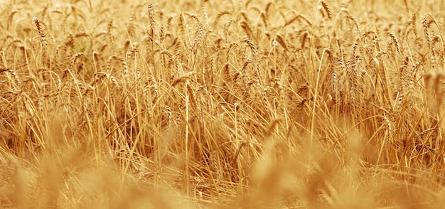 Field with yellow ripe wheat on a summer day. Good harvest, close up