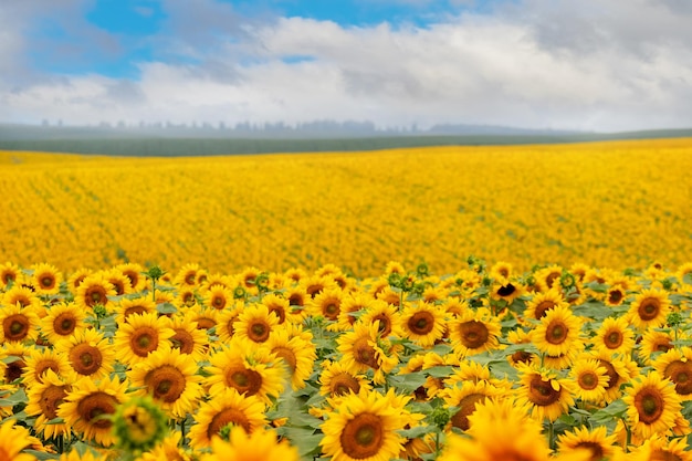 Field with yellow sunflowers and blue sky with white clouds over the field