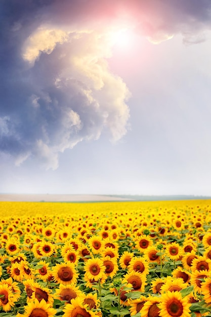 Field with yellow sunflowers and picturesque cloudy sky over the field