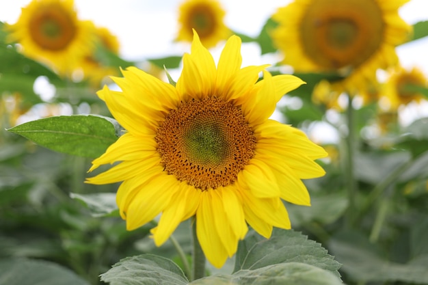 Field with yellow sunflowers in summer