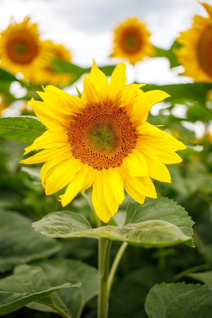 Field with yellow sunflowers in summer