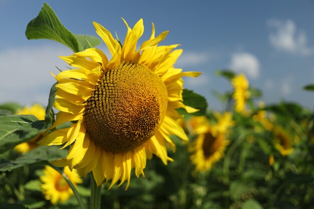 Field with yellow sunflowers