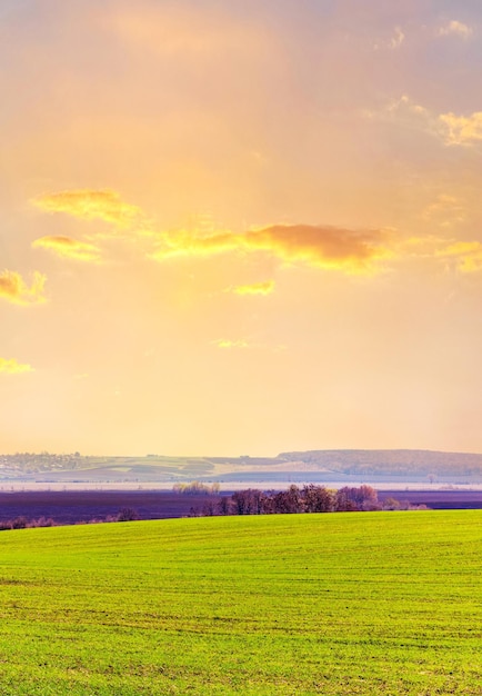 Field with young fresh grass and picturesque sky in spring during sunset Spring landscape