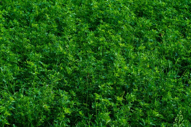 A field with young green clover shoots Agriculture in the region of Belarus in terms of grain crops rye barley