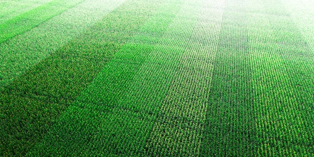 Field with young juicy corn. Top view.