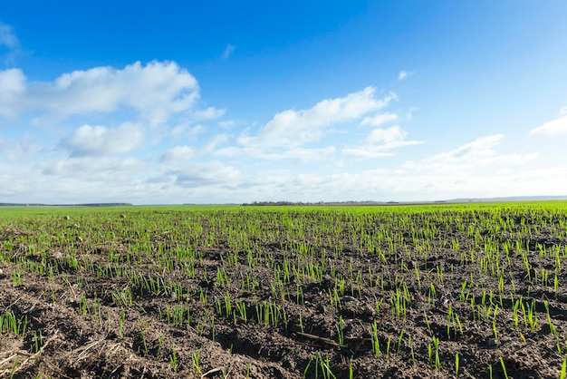 Field with young wheat