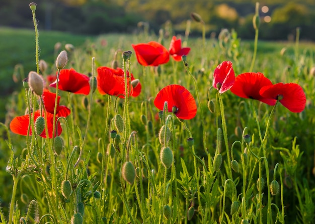 Field of wonderful red poppies