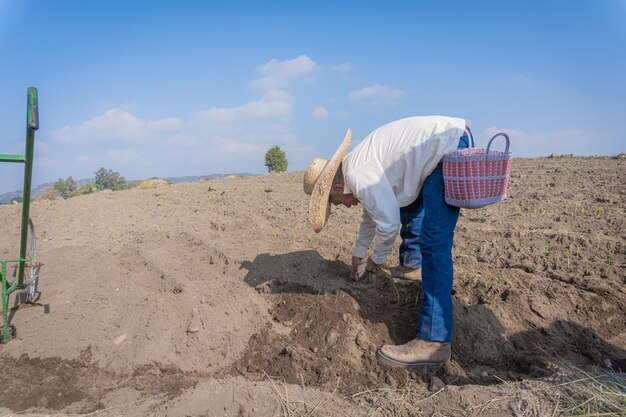 Field Work Farmer in Action Planting Fresh Onions