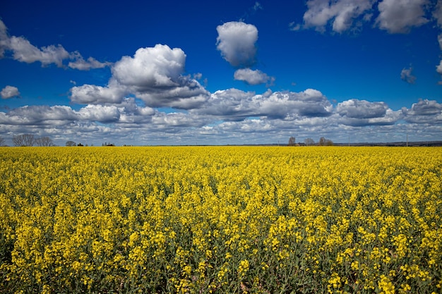 A field of yellow canola under a blue sky