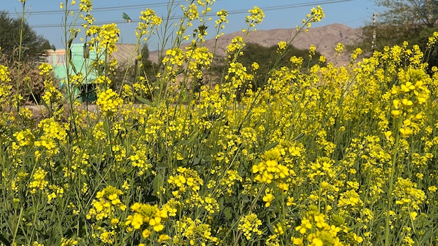 A field of yellow canola flowers in the desert