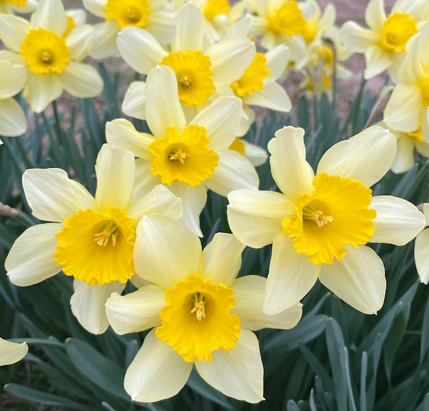 field of yellow daffodils