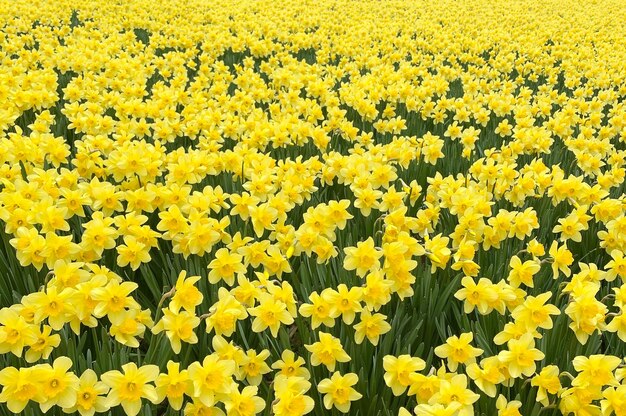 field of yellow daffodils