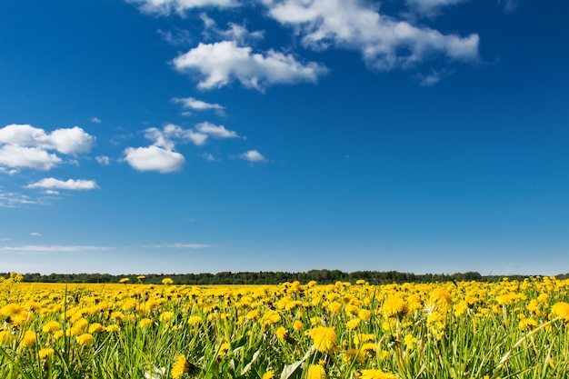 Field of yellow dandelions against the blue sky.